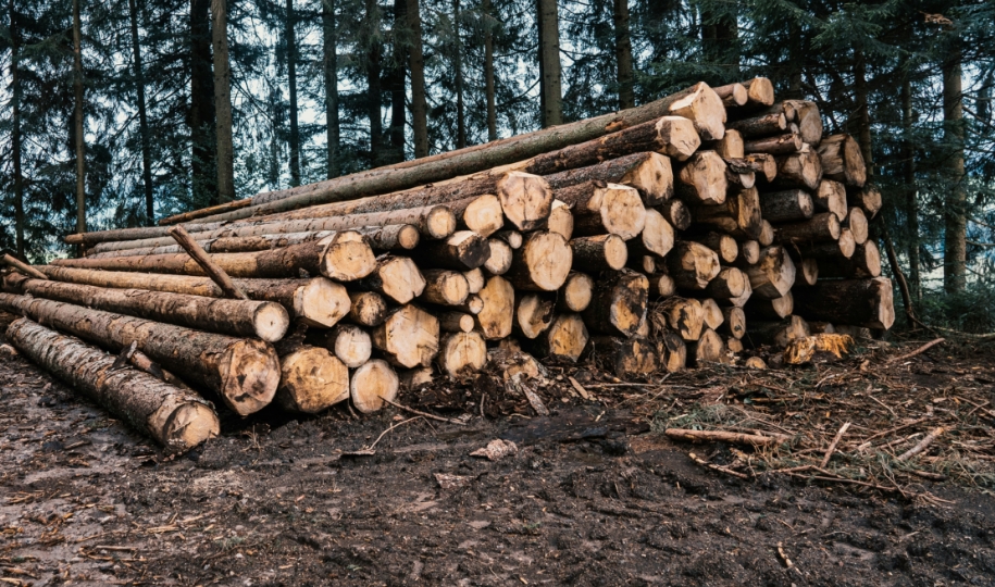 Forst & Wald