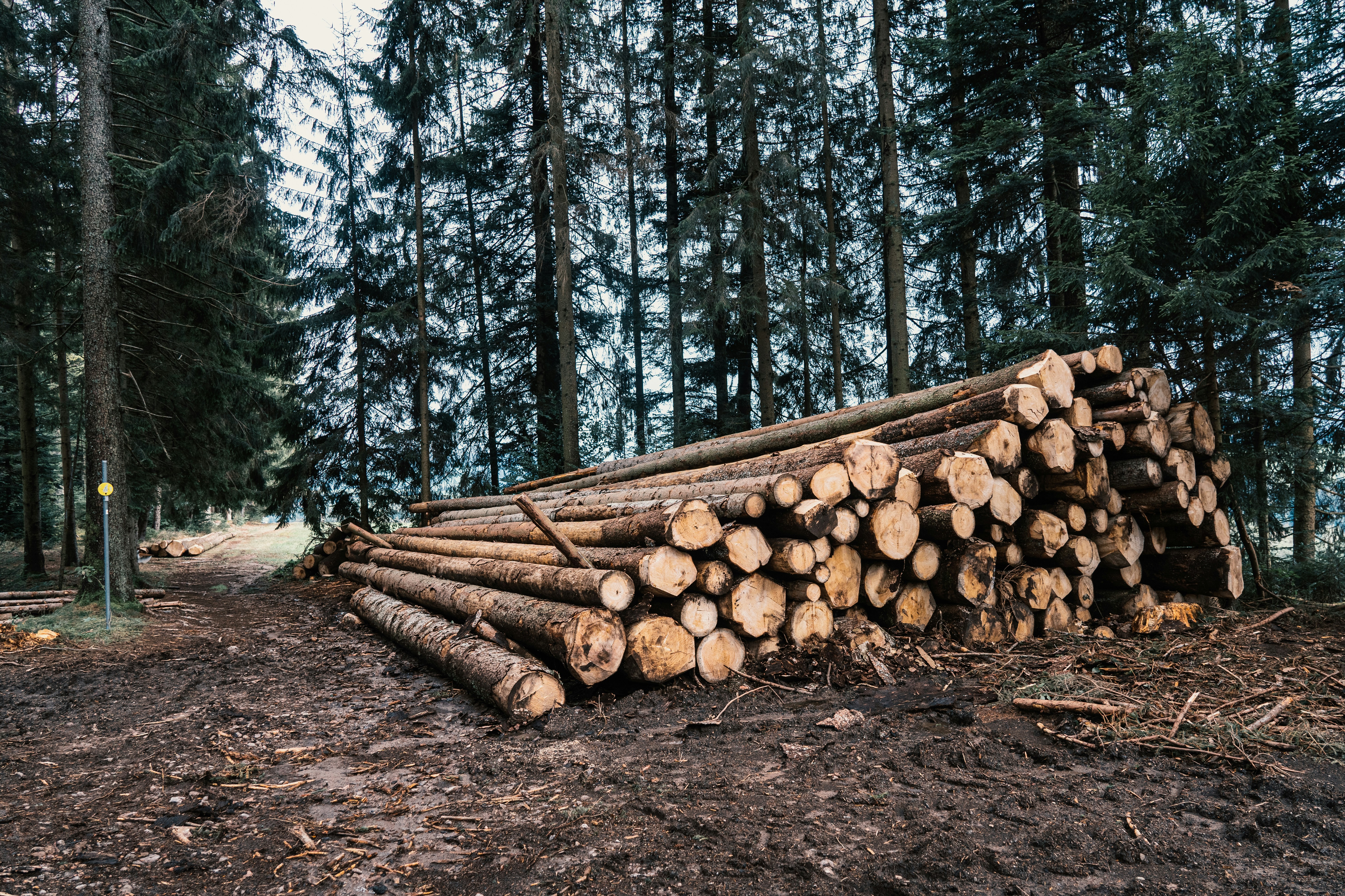 Forst & Wald Quarten.